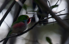 Todus multicolor