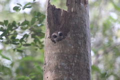 Margarobyas lawrencii