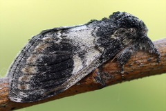 Notodonta tritophus