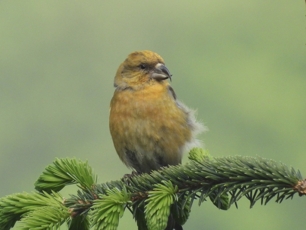 Foto de Red Crossbill