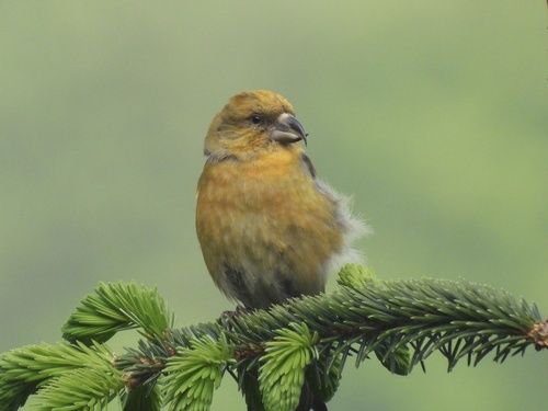 Foto de Red Crossbill