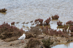 Tringa stagnatilis