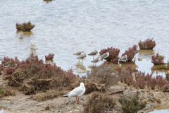 Tringa stagnatilis
