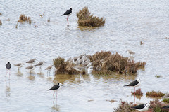 Tringa stagnatilis