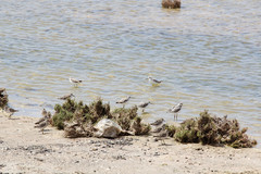 Tringa stagnatilis