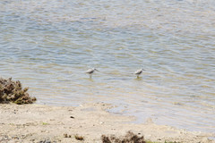 Tringa stagnatilis