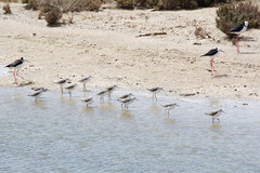 Tringa stagnatilis