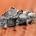 Odontosia sieversii - Photo (c) Andrey Ponomarev, algunos derechos reservados (CC BY-NC), subido por Andrey Ponomarev