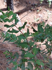 Hypericum grandifolium image