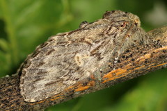 Peridea anceps