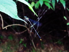 Coeliccia flavicauda