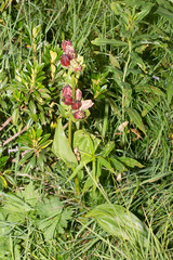 Gentiana purpurea