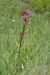Gentiana purpurea