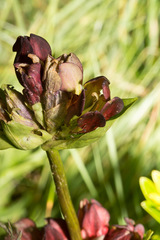 Gentiana purpurea