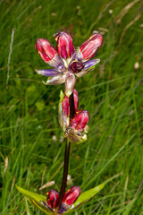 Gentiana purpurea