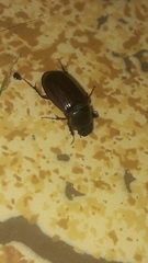 Acrossidius tasmaniae