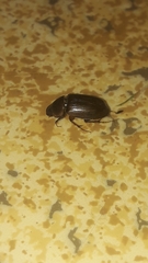 Acrossidius tasmaniae