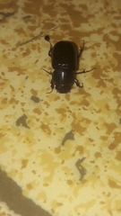 Acrossidius tasmaniae