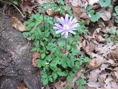 Anemonoides apennina