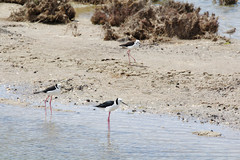 Himantopus leucocephalus