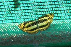 Pantoporia