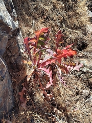 Sonchus platylepis image