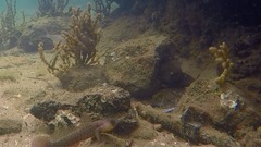 Cryptocentroides gobioides
