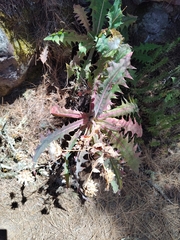 Sonchus platylepis image