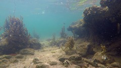 Cryptocentroides gobioides