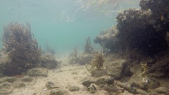 Cryptocentroides gobioides