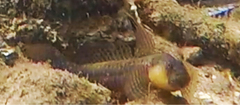 Cryptocentroides gobioides