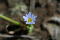 Gentiana zollingeri