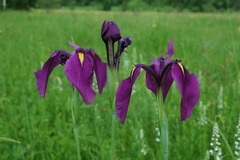 Iris ensata