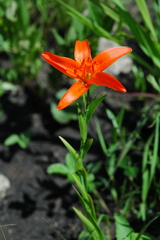 Lilium concolor partheneion