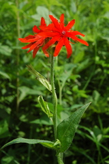 Silene fulgens