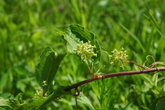 Smilax sieboldii