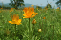 Trollius chinensis