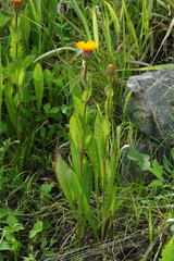 Hypochaeris ciliata