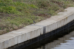Actitis hypoleucos