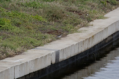 Actitis hypoleucos