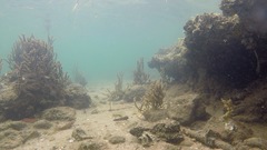 Cryptocentroides gobioides