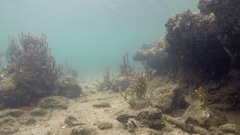Cryptocentroides gobioides