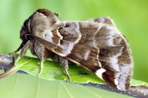 Pygaera timon (Hübner, 1800)