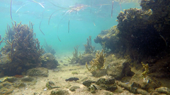 Cryptocentroides gobioides
