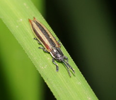 Eurispa vittata