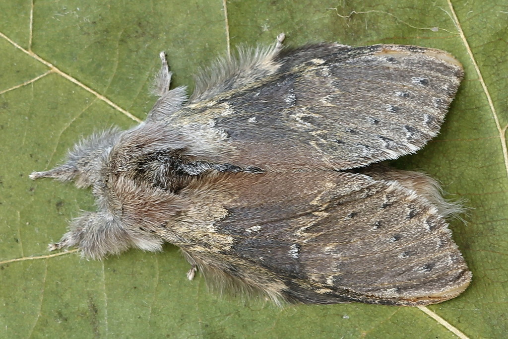 Stauropus