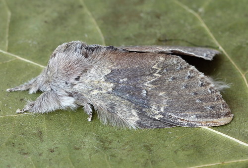 Lobster moth