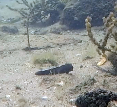 Cryptocentroides gobioides