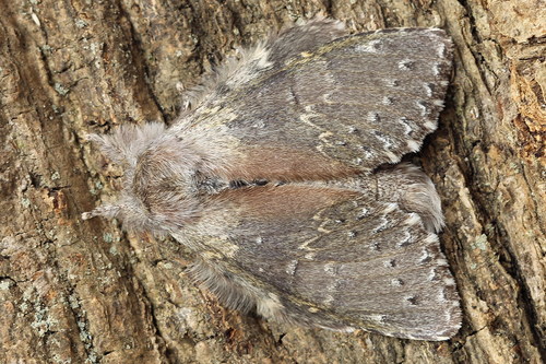 Lobster moth