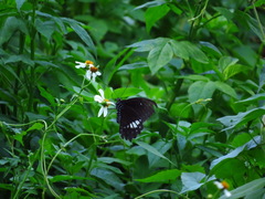 Papilio castor